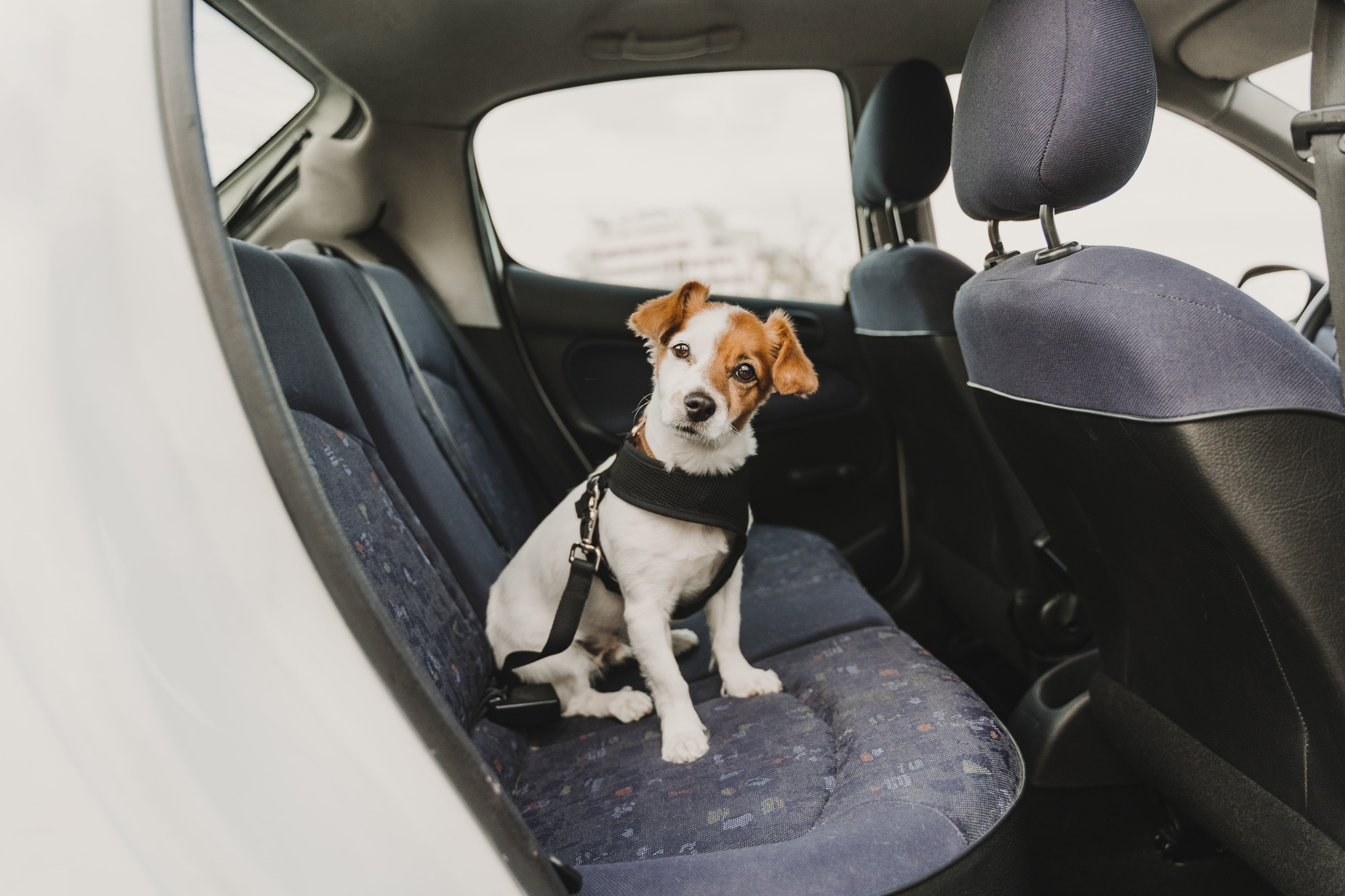 Cómo llevar con seguridad a los perros en el coche